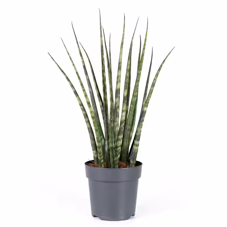 Sansevieria 'Fernwood' 11 cm