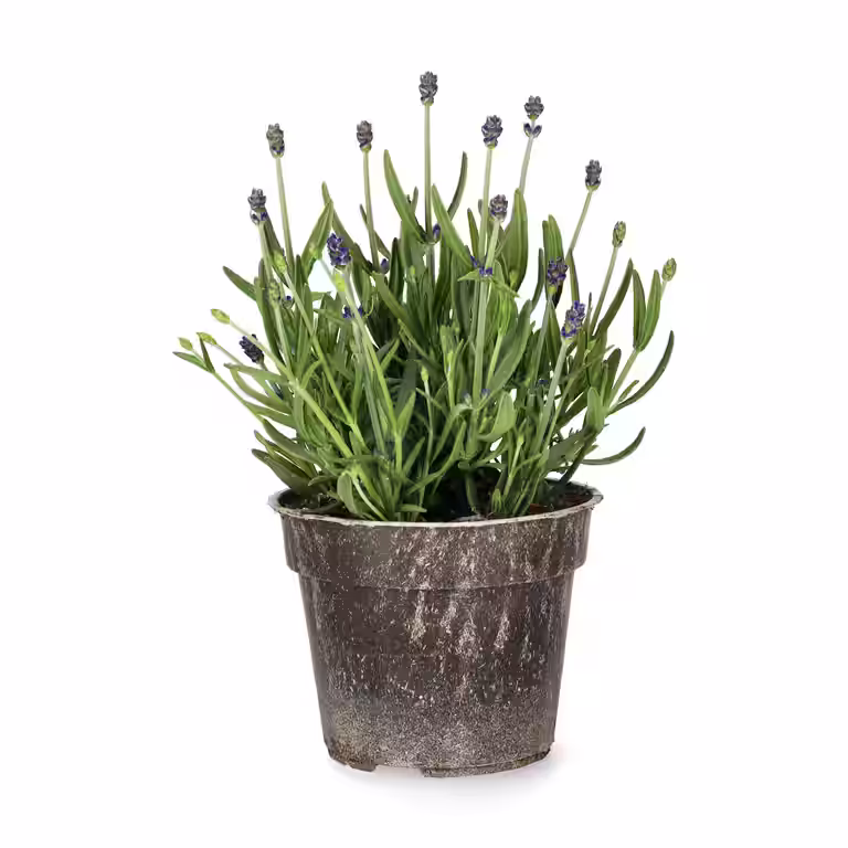 Lavendel 'Felice'