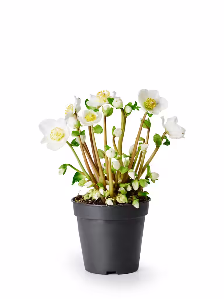 Hvit julerose 'Verboom Beauty'