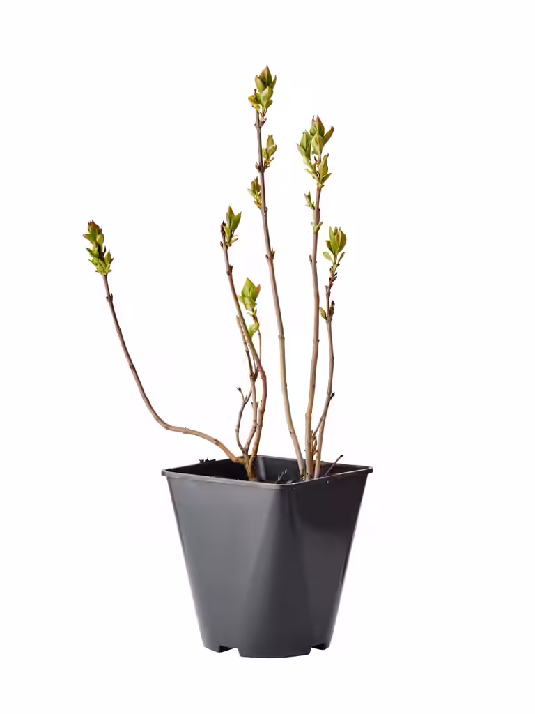 Syringa vulgaris 'Mme Lemoine' 40-60cm 23cm