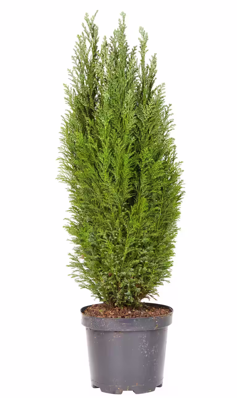 Lawsonsypress 'Ellwoodii'