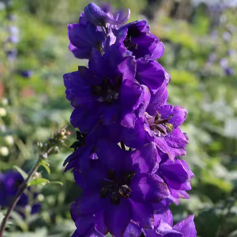 Ridderspore  'Black Knight'