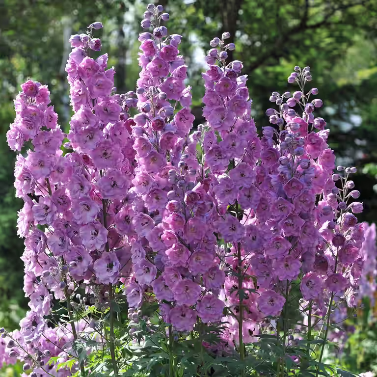Ridderspore 'Astolat'