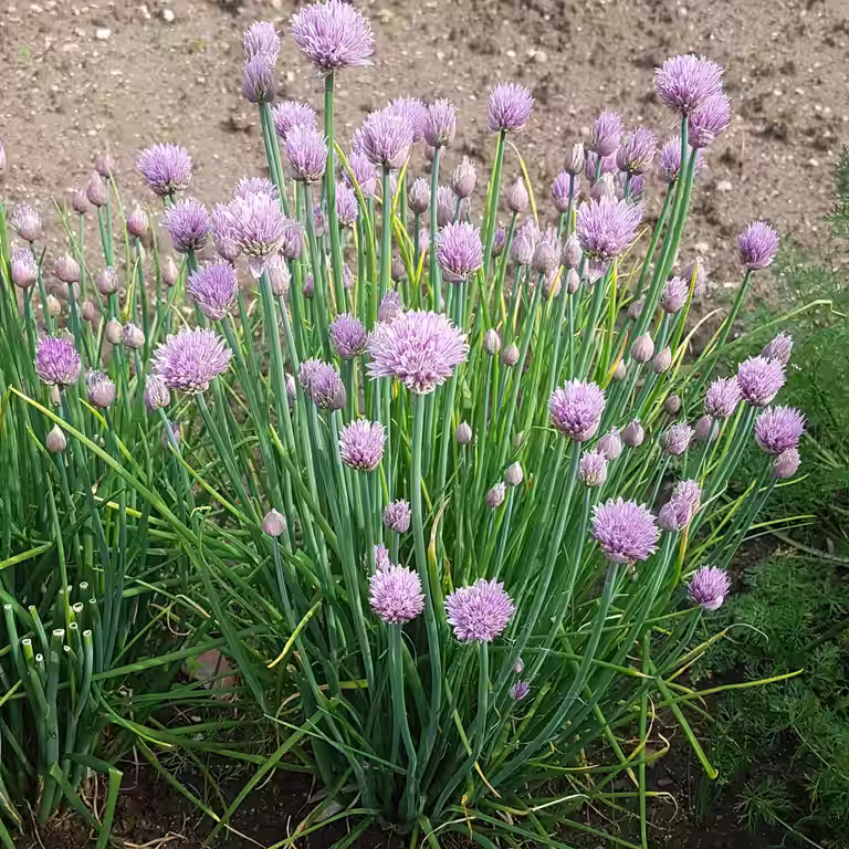 Allium schoenoprasum