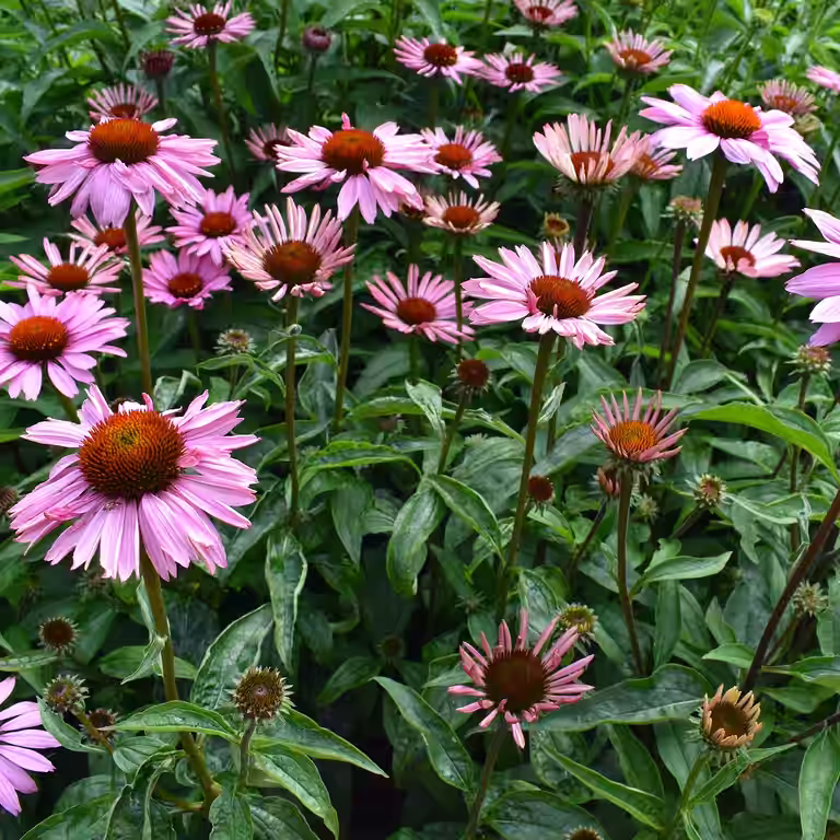 Purpursolhatt  'Magnus'