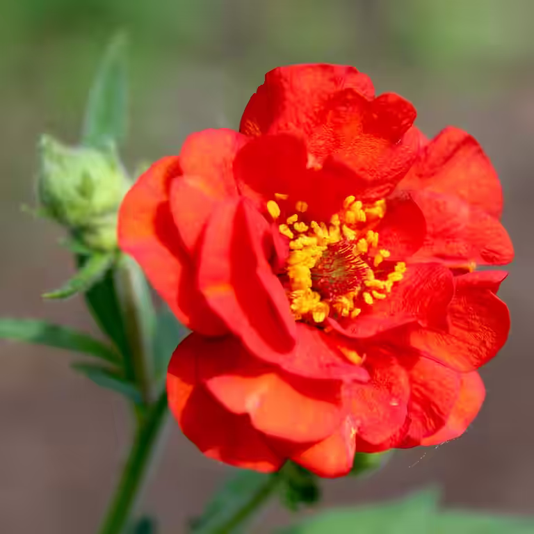 Chilehumleblom  'Mrs J. Bradshaw'