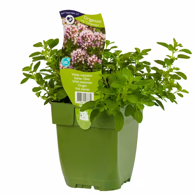 Bergmynte  'Compactum'