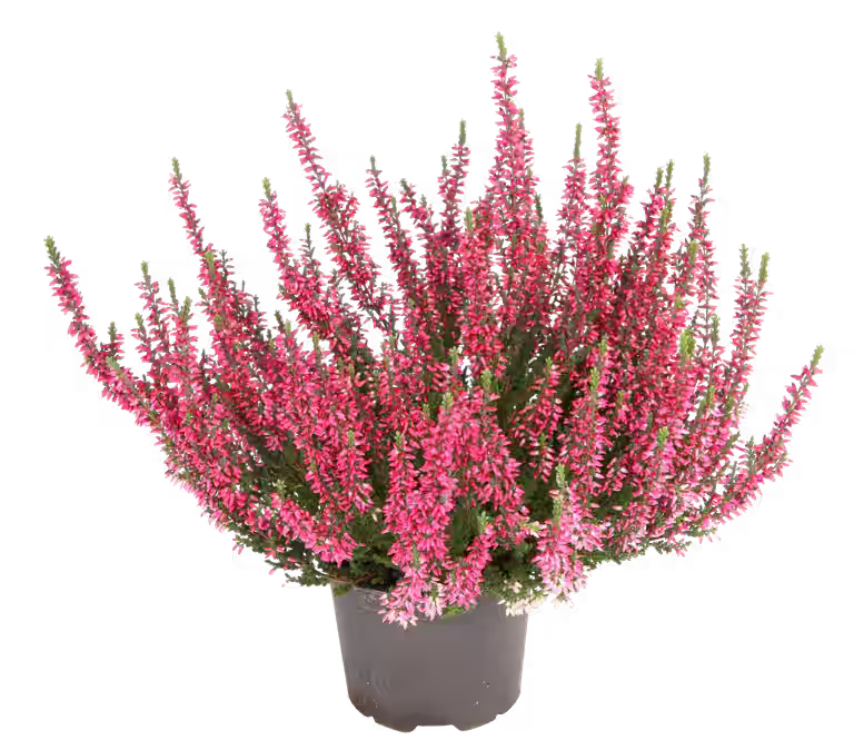 All N. Calluna Pink 12 cm