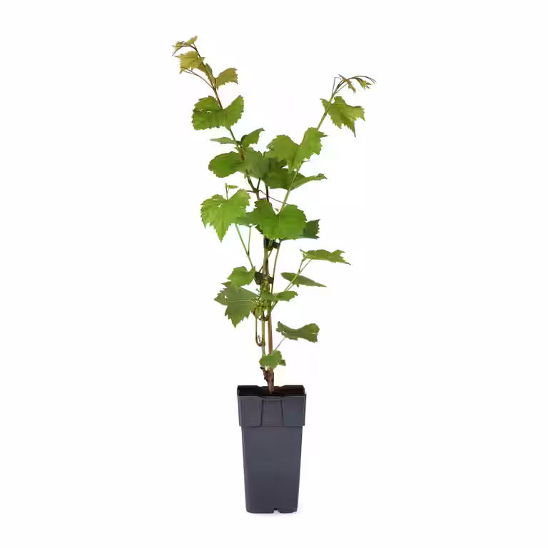 Vitis labrusca 'Zilga' 17cm