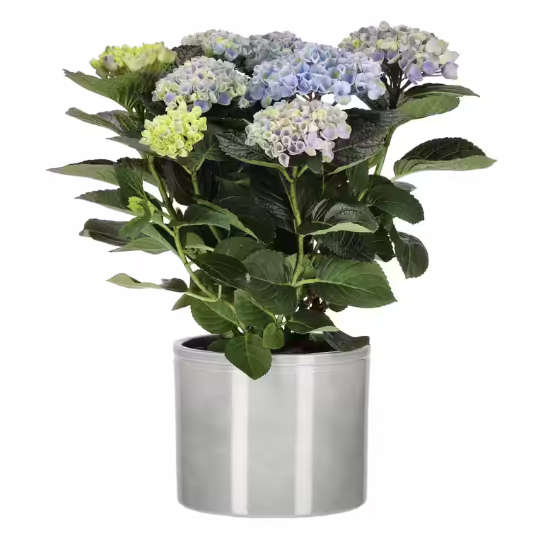 Hortensia 'Magical'
