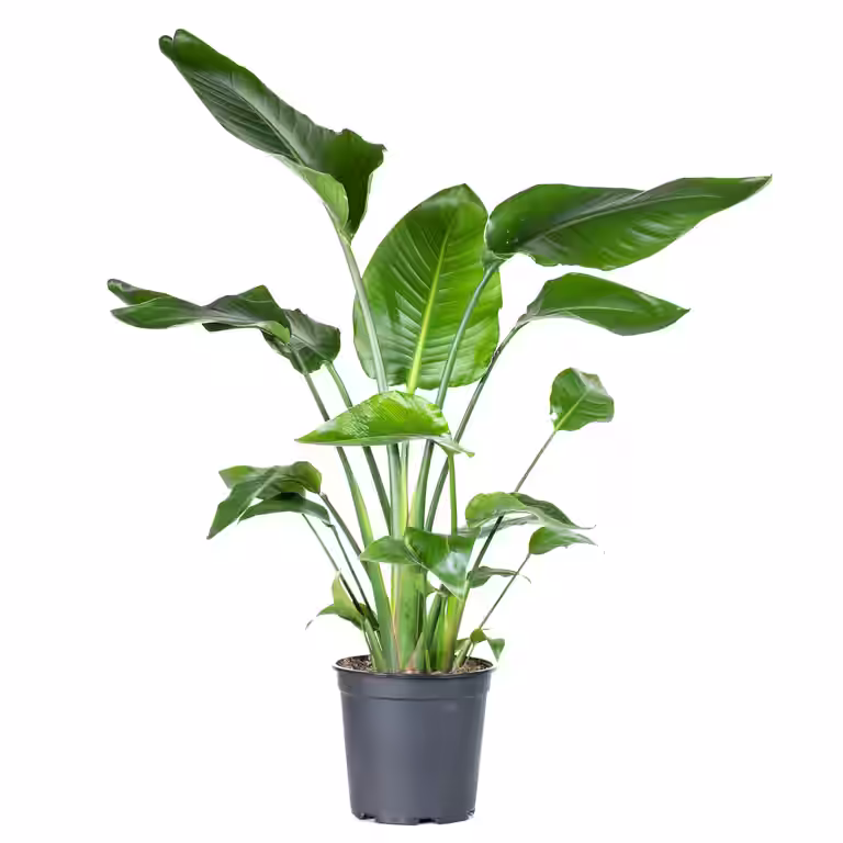 Strelitzia nicolai