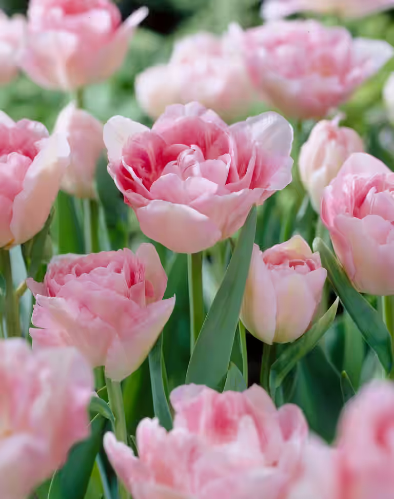 Tulipan 'Angelique'