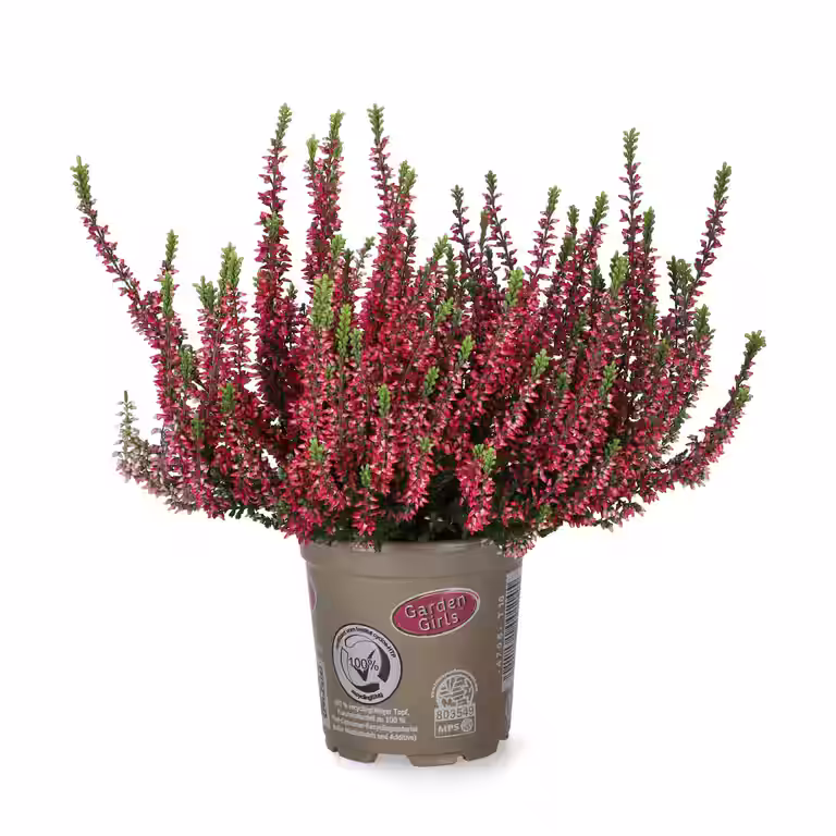 All N. Calluna 10,5 cm