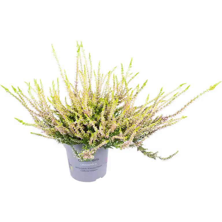 All N. Calluna 'Zeta' 12 cm