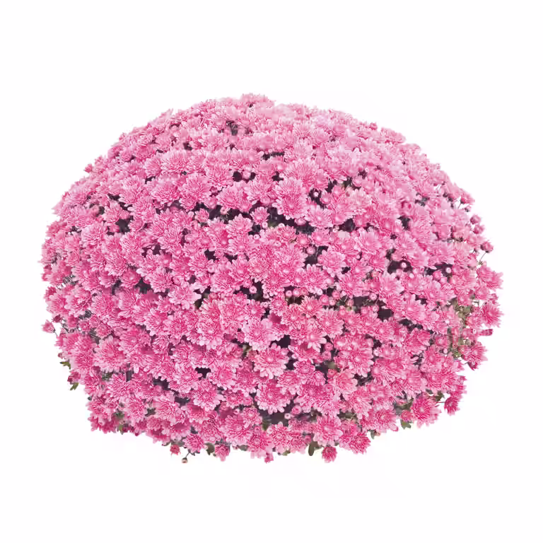 Frilandskrysantemum