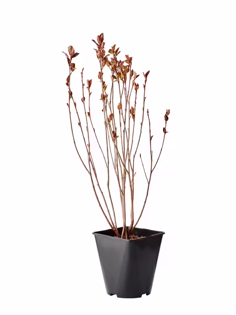 Aronia melanocarpa fk MOSKVA 23cm