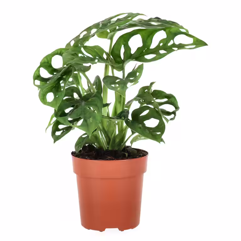 Monstera adansonii 11 cm