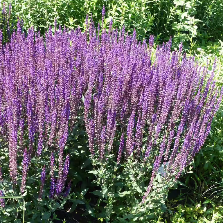 Steppesalvie 'Caradonna'