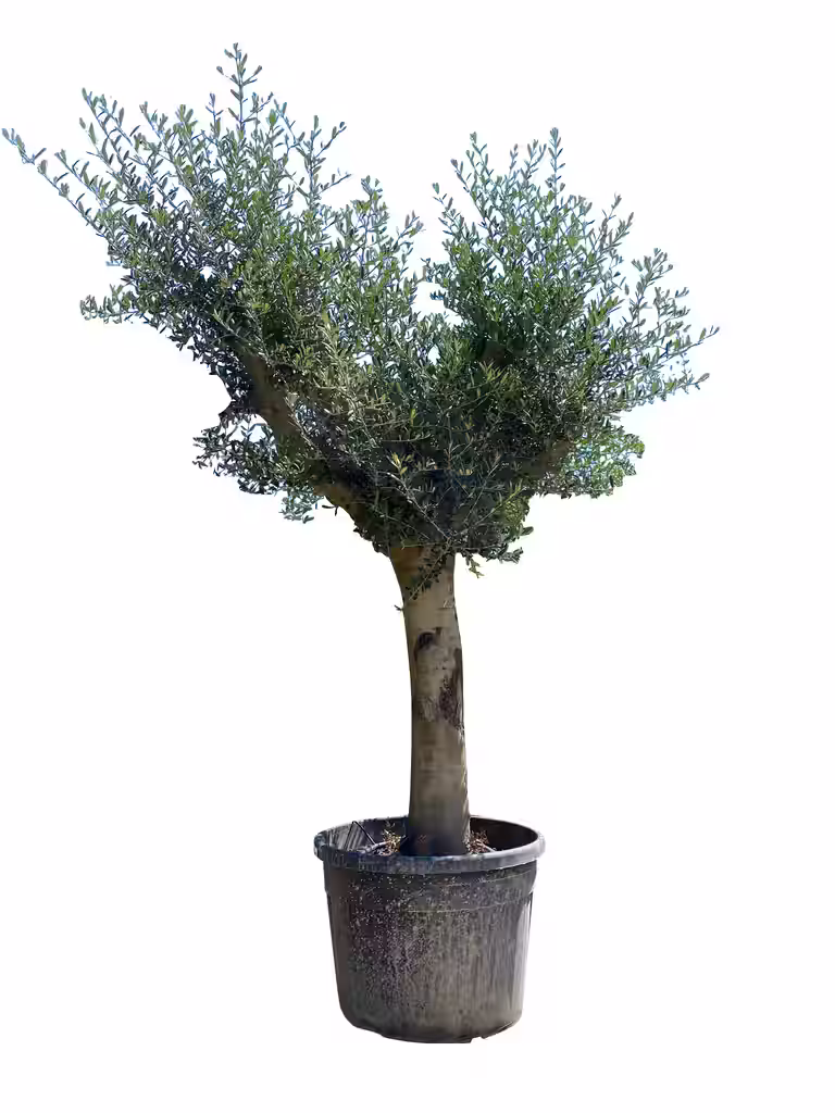 Oliventre 'Andalucia'