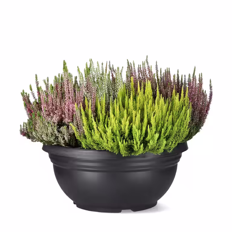 Calluna 'Mosaica' 45 cm