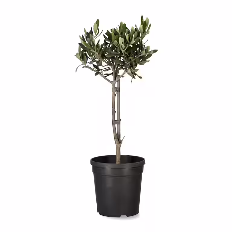 Oliventre