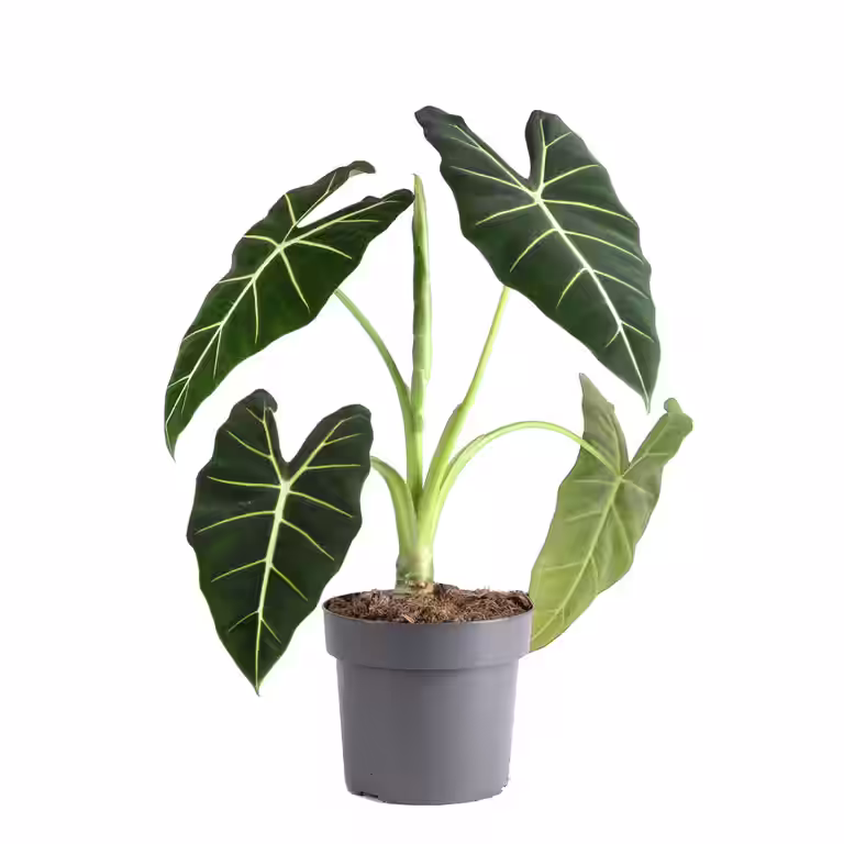 Alocasia micholitziana 'Frydek' 17 cm