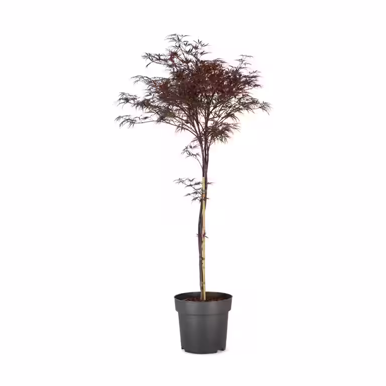 Viftelønn 'Garnet Select'