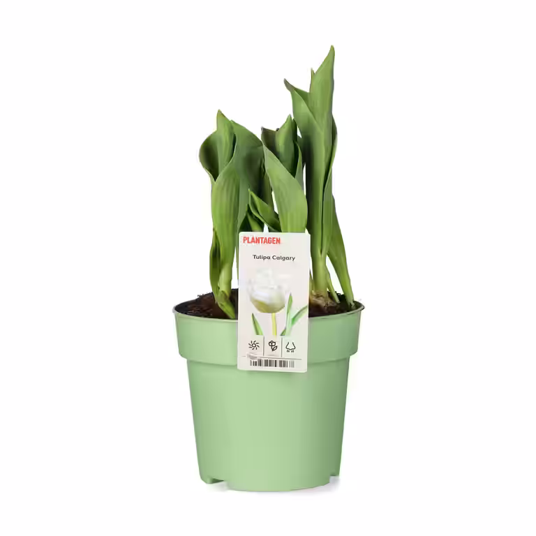 Tulipan 'Calgary'