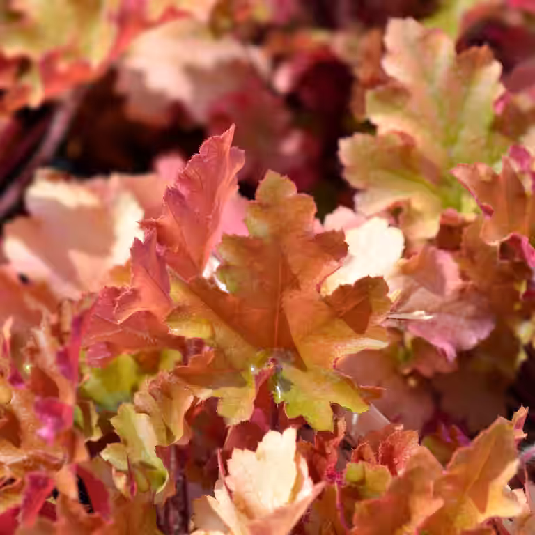 Alunrot 'Marmalade'