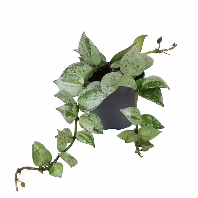 Hoya mini mix