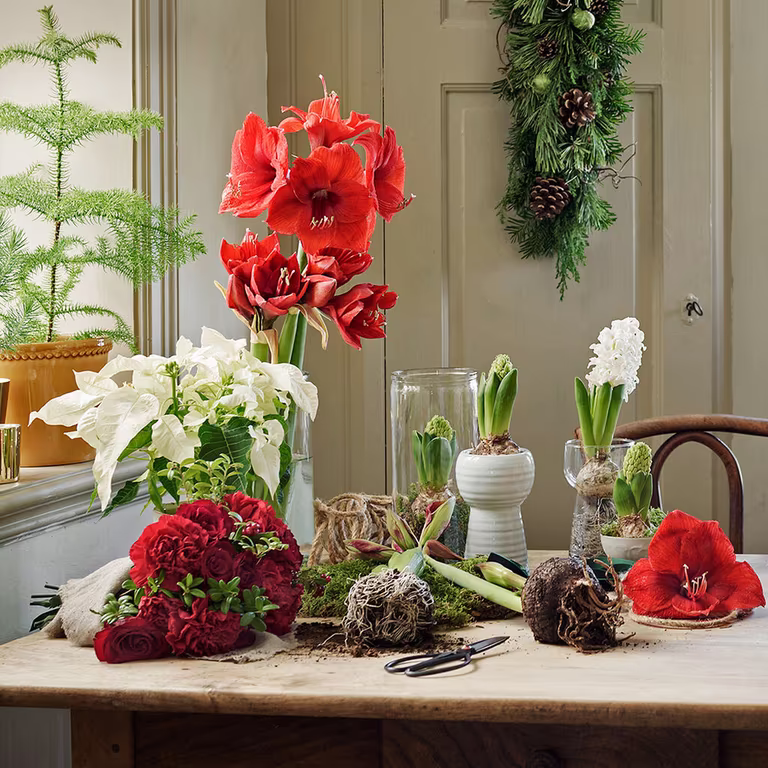 Gi nytt liv til julens blomster – plant om eller ut