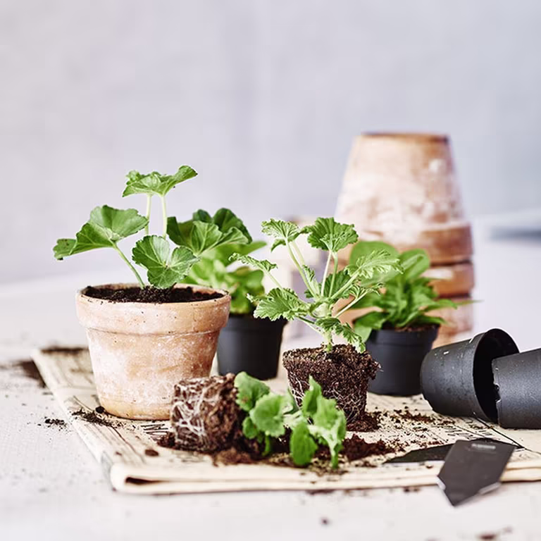 Ta stiklinger av potteplanter 