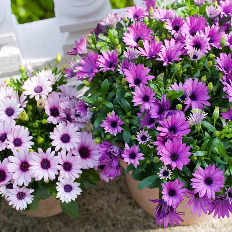 Spansk margeritt – planting og stell