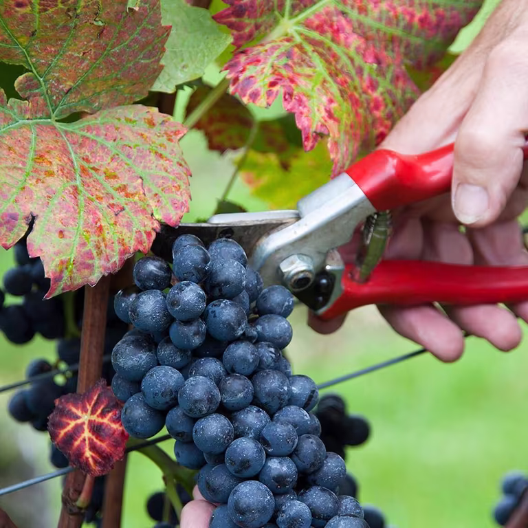 Grapevines and grapes – how to grow your own