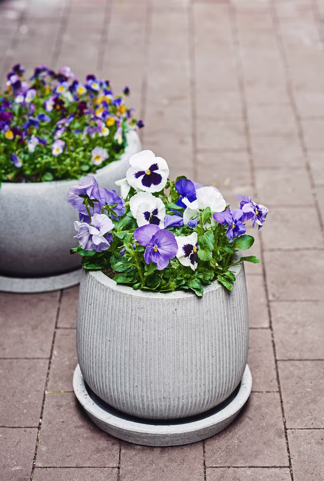Vårblomster