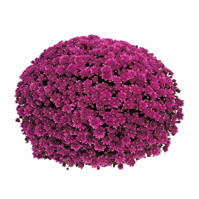 Høstblomster