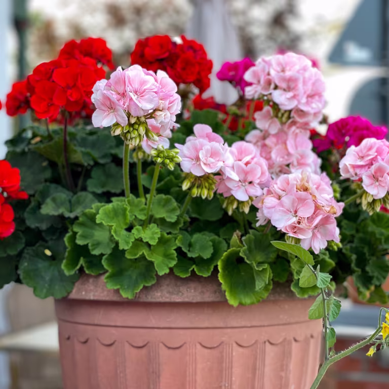 Pelargonia – fakta og råd om stell